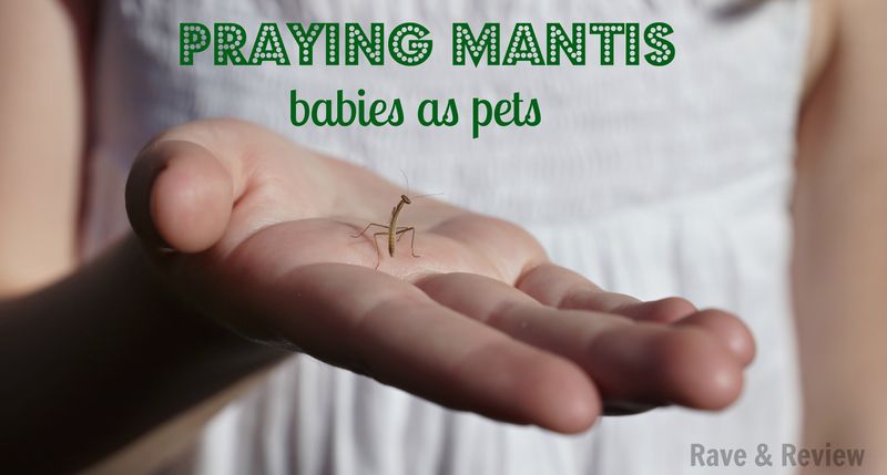 Praying mantis babies as pets