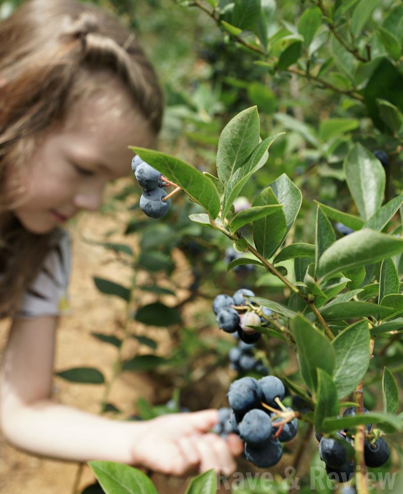 Blueberry picking