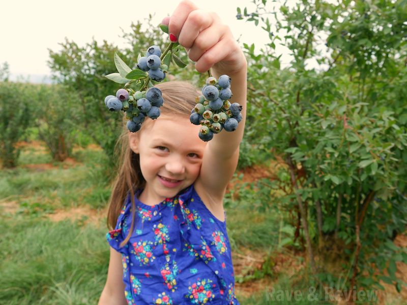 Lumix blueberry picking