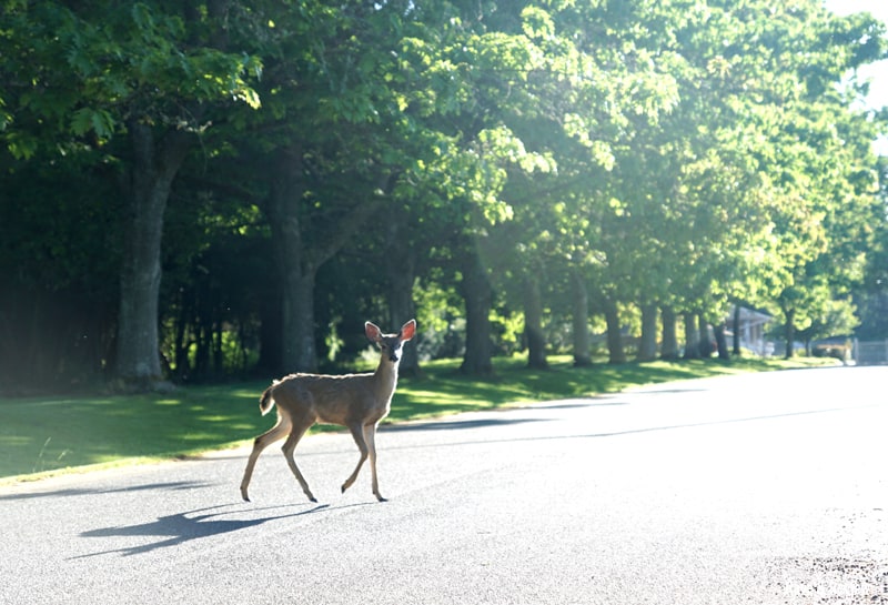 Vashon deer crossing road