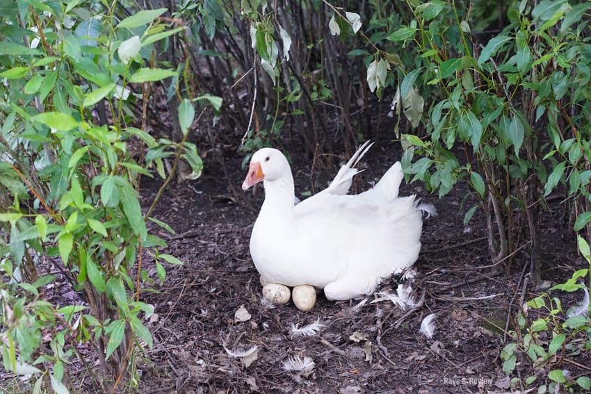 Kalispell Goose on Nest