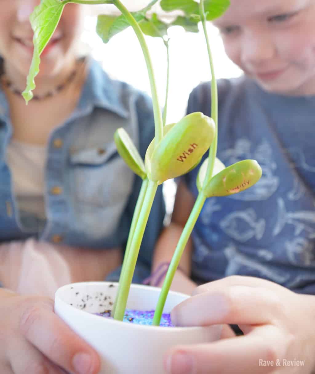 Magic bean plant with kids