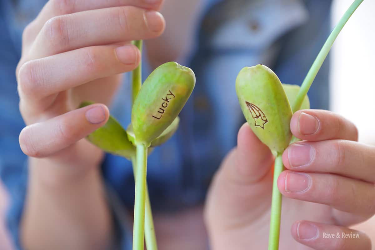 Magic beans on plant