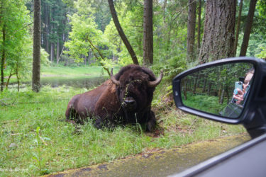 Our Wild Drive Experience at Northwest Trek