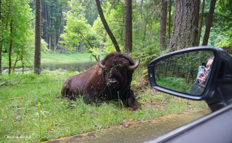 Northwest Trek Wild Drive bison from car