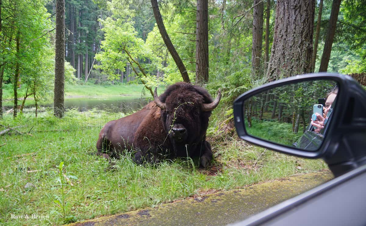 Northwest Trek Wild Drive bison from car