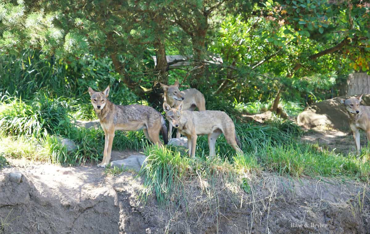 Point Defiance red wolves enclosure