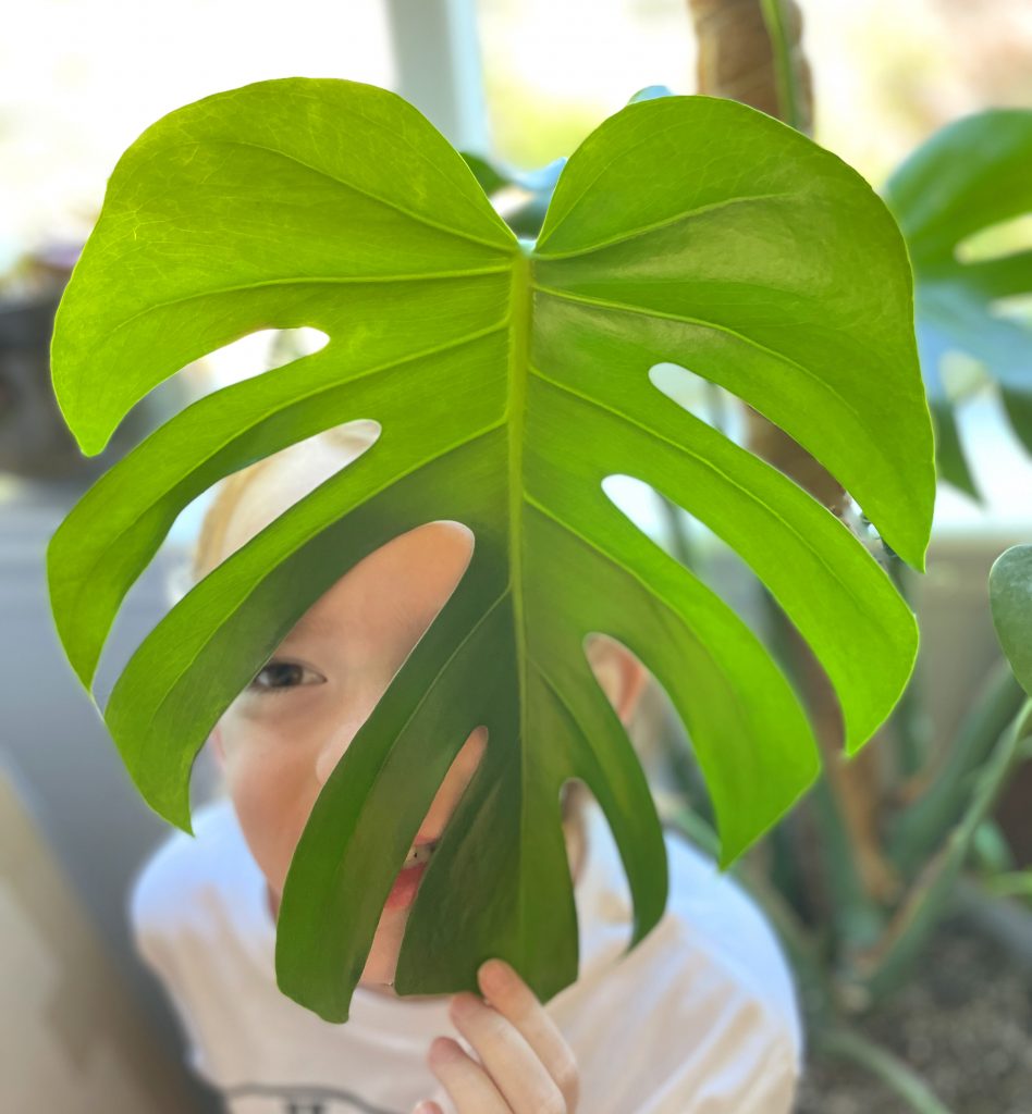 The best gifts for plant lovers - Rave & Review